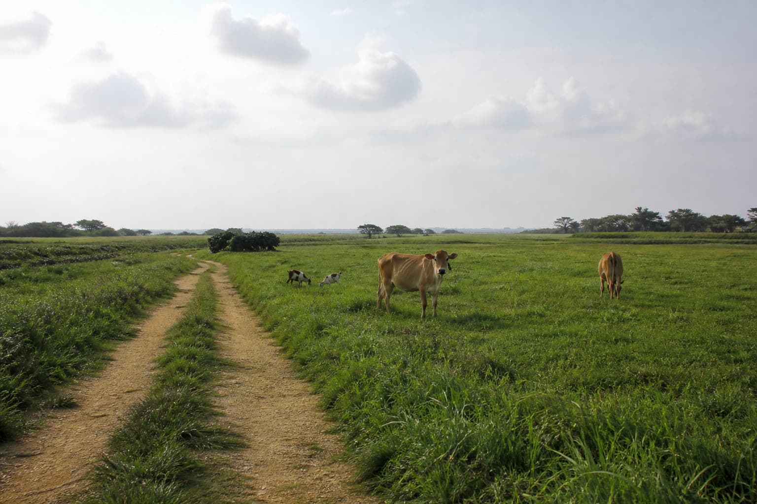 宮古島の平坦な牧草地。ジャージー牛とヤギが草を食んでいる。